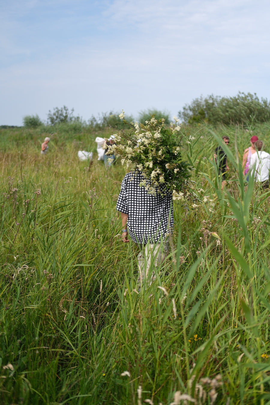 Moerrasspirea oogst zomer 2024