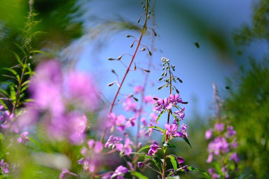 Wilder Land en Peeze maken biodiversiteitsimpact van Nederlandse (on)kruidenthee meetbaar